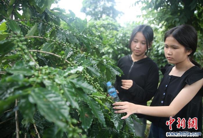 老挝华裔新生代云南宁洱研习咖啡文化